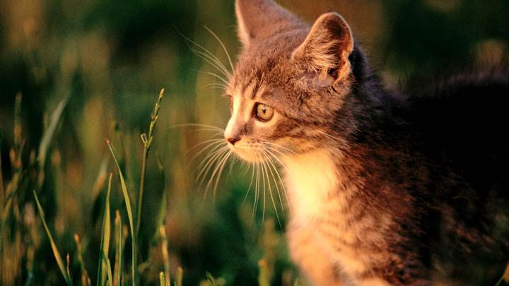 Cat In Field At Sunset Time
